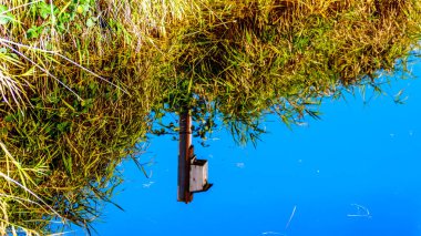 Bir kuş evi Silverdale Creek Wetlands, bir tatlı su Marsh ve Bog Mission yakın, British Columbia, Kanada güzel bir sonbahar gününde sakin suda yansıtan