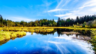 Silverdale Creek Wetlands, bir tatlı su Marsh ve Bog Mission yakın, British Columbia, Kanada güzel bir sonbahar günü