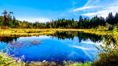 Silverdale Creek Wetlands, bir tatlı su Marsh ve Bog Mission yakın, British Columbia, Kanada güzel bir sonbahar günü