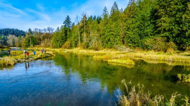 Görev, Bc / Kanada - 12 Kasım 2018: yumurtlamabölgelerine çıta Nehri akıntı yönünde Hayward göl kenarında misyonu, British Columbia, Kanada, Ruskin Barajı Balık tutma