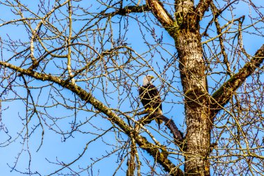 Kel kartal oturuyor ve Stave Nehri akıntı yönünde Hayward göl kenarında misyonu, British Columbia, Kanada Ruskin Bentte de somon yumurtlama için izlerken bir ağaç Olgun
