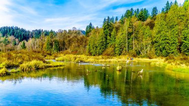 Yumurtlamabölgelerine çıta Nehri akıntı yönünde Hayward göl kenarında misyonu, British Columbia, Kanada, Ruskin Barajı