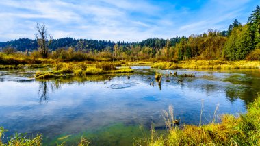 The spawning grounds of the Stave River downstream of the Ruskin Dam at Hayward Lake near Mission, British Columbia, Canada clipart