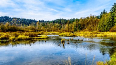 Yumurtlamabölgelerine çıta Nehri akıntı yönünde Hayward göl kenarında misyonu, British Columbia, Kanada, Ruskin Barajı