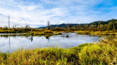 Yumurtlamabölgelerine çıta Nehri akıntı yönünde Hayward göl kenarında misyonu, British Columbia, Kanada, Ruskin Barajı
