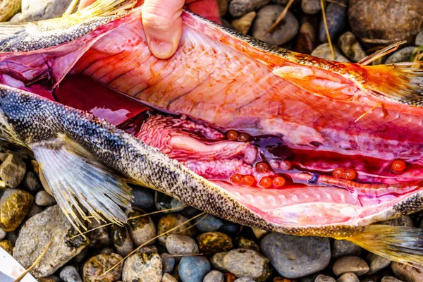 Dissected Pink Salmon Spawned Stave River Downstream Ruskin Dam Hayward — Stock Photo, Image