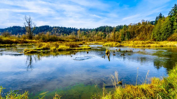 Yumurtlamabölgelerine çıta Nehri akıntı yönünde Hayward göl kenarında misyonu, British Columbia, Kanada, Ruskin Barajı