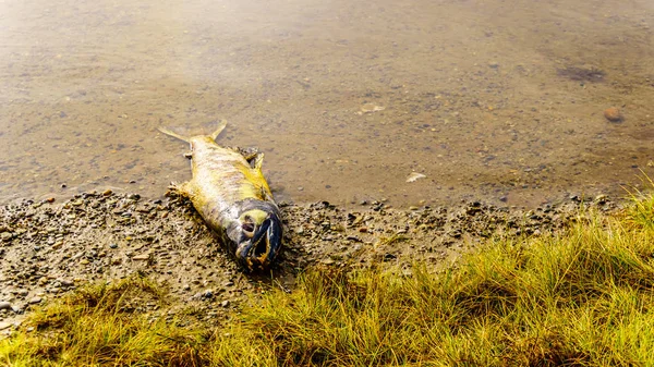 Dead Pink Salmon Spawning Stave River Downstream Ruskin Dam Hayward — Stock Photo, Image