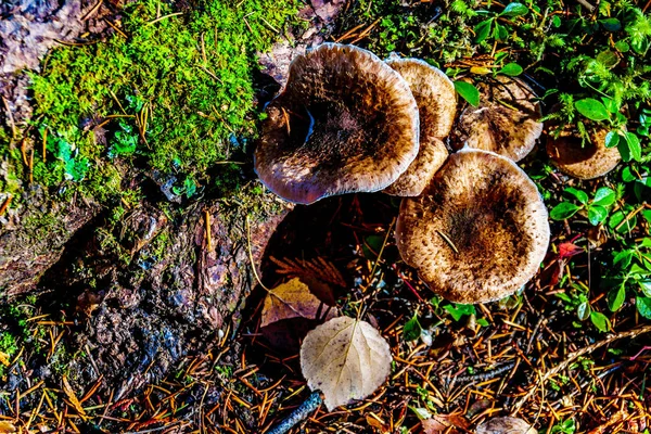 Champignons Sauvages Dans Parc Provincial Wells Grey Colombie Britannique Canada — Photo