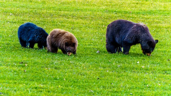 Черные Медведи Толстым Мехом Кормящиеся Поле Начале Зимы Перед Входом — стоковое фото