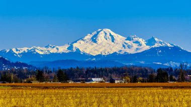 Mount Baker, Washington State bir uyuyan yanardağ güzel bir kış gününde açık mavi gökyüzü altında Abbotsford British Columbia, Kanada yakınlarındaki Glen Valley Blueberry Fields inceledi