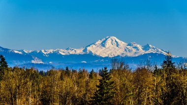 Mount Baker, Washington State bir uyuyan yanardağ güzel bir kış gününde açık mavi gökyüzü altında Abbotsford British Columbia, Kanada yakınlarındaki Glen Valley Blueberry Fields inceledi