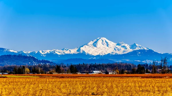 Mount Baker Volcan Sommeil Dans État Washington Depuis Les Champs — Photo