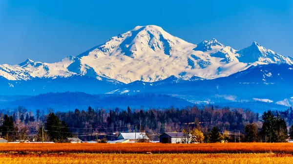 Mount Baker, a dormant volcano in Washington State viewed from the Blueberry Fields of Glen Valley near Abbotsford British Columbia, Canada under clear blue sky on a nice winter day