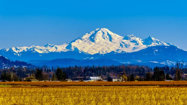 Mount Baker, a dormant volcano in Washington State viewed from the Blueberry Fields of Glen Valley near Abbotsford British Columbia, Canada under clear blue sky on a nice winter day