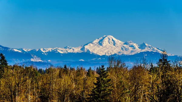 Mount Baker, a dormant volcano in Washington State viewed from the Blueberry Fields of Glen Valley near Abbotsford British Columbia, Canada under clear blue sky on a nice winter day