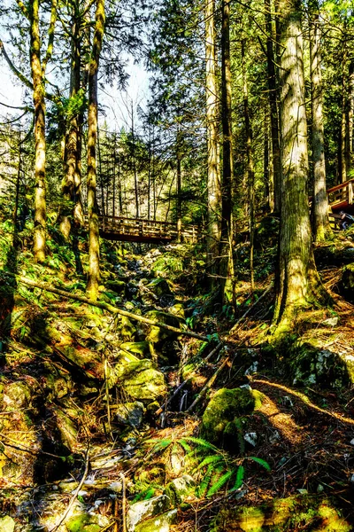 Senderismo Por Selva Templada Parque Regional Cascade Falls Entre Las — Foto de Stock