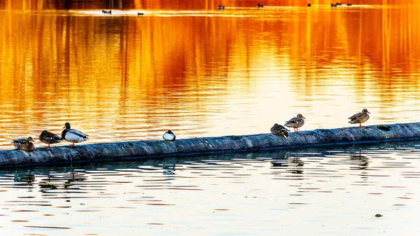 Stockenten Bei Sonnenuntergang Auf Einem Baumstamm Einer Lagune Vogelschutzgebiet Des — Stockfoto