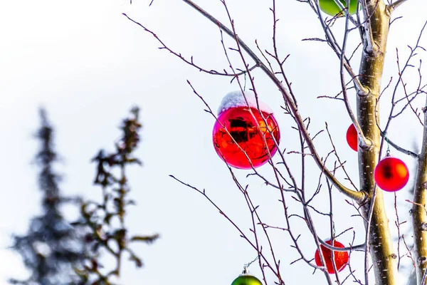 Schneebedeckter Roter Weihnachtsschmuck Der Den Ästen Eines Baumes Auf Den — Stockfoto