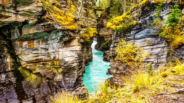 Las Aguas Turquesas Del Río Athabasca Fluyen Través Cañón Justo — Foto de Stock