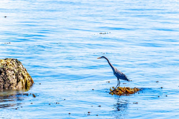 Garza Azul Sentada Una Roca Puerto Vancouver Vista Desde Sendero — Foto de Stock