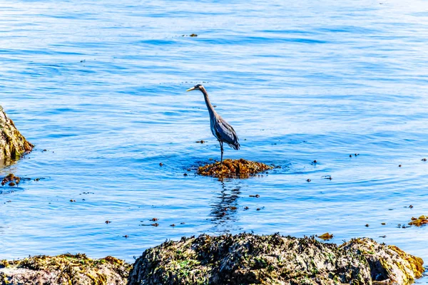 Blue Heron Sitting Rock Vancouver Harbor Viewed Stanley Park Seawall — Stock Photo, Image