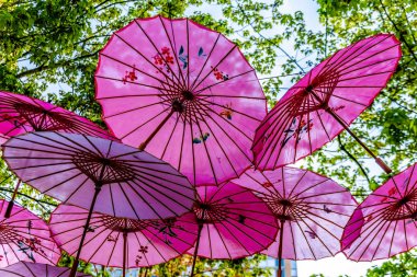 Vancouver, British Columbia, Kanada'nın Yale Town banliyösünde bir ağaç gölgelik altında Pembe Çin Şemsiyeveya Şemsiyeler