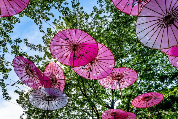 Pink Chinese Umbrellas or Parasols under a tree canopy in the Yale Town suburb of Vancouver, British Columbia, Canada — Stock Image Pink Chinese Umbrellas Parasols Tree Canopy Yale Town Suburb Vancouver Stock Image