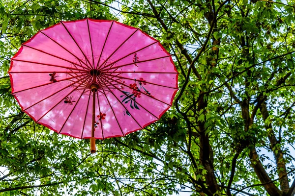 Pink Chinese Umbrellas or Parasols under a tree canopy in the Yale Town suburb of Vancouver, British Columbia, Canada — Stock Image Pink Chinese Umbrellas Parasols Tree Canopy Yale Town Suburb Vancouver Royalty Free Stock Images