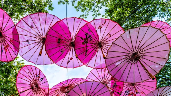 Pink Chinese Umbrellas or Parasols under a tree canopy in the Yale Town suburb of Vancouver, British Columbia, Canada — Stock Image Pink Chinese Umbrellas Parasols Tree Canopy Yale Town Suburb Vancouver Stock Image