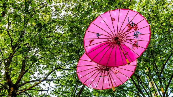 Pink Chinese Umbrellas or Parasols under a tree canopy in the Yale Town suburb of Vancouver, British Columbia, Canada — Stock Image Pink Chinese Umbrellas Parasols Tree Canopy Yale Town Suburb Vancouver Stock Photo
