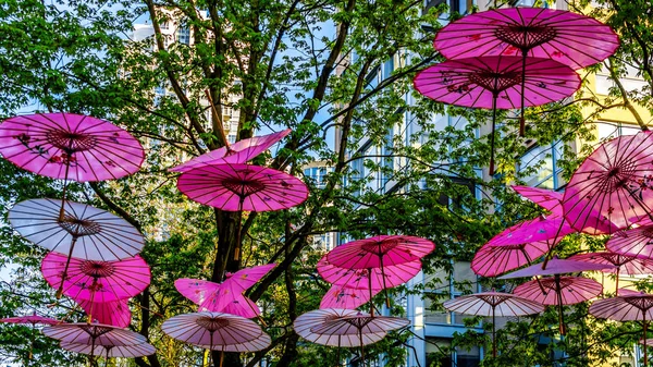 Pink Chinese Umbrellas or Parasols under a tree canopy in the Yale Town suburb of Vancouver, British Columbia, Canada — Stock Image Pink Chinese Umbrellas Parasols Tree Canopy Yale Town Suburb Vancouver Royalty Free Stock Photos