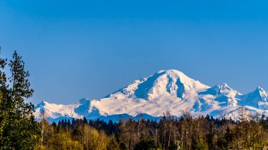 Mount Baker, a dormant volcano in Washington State viewed from Glen Valley near Abbotsford British Columbia, Canada under clear blue sky on a nice winter day clipart