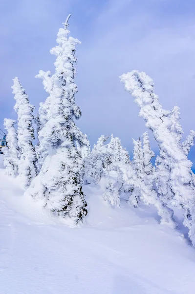 Snow Covered Trees Hills Surrounding Sun Peaks Village Mountains Shuswap — Stock Photo, Image