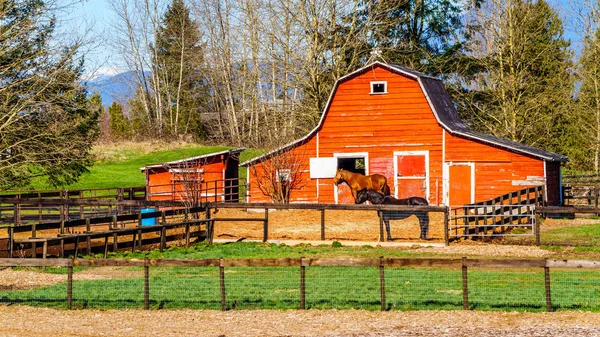 Cavalos Pastando Paddock Perto Fort Langley Colúmbia Britânica Com Seu — Fotografia de Stock