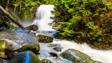 Whitecroft Falls, bir şelale Mcgillivray Creek ve Sun Peaks yolundan kısa bir yürüyüş kasaba Whitecroft British Columbia, Kanada Okanagen Shuswap bölgesinde yakın: