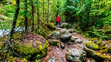 Kıdemli kadın British Columbia, Kanada Okanagen bölgenin Shuswap Highlands Whitecroft ve Sun Peaks kasabaları arasında Mcgillivray Creek Şelale izliyor