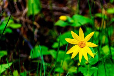 British Columbia, Kanada Okanagen bölgesinde Sun Peaks köyü yakınlarındaki Shuswap Highlands alp bir sarı Kalp-Leaved Arnica çiçek yakın