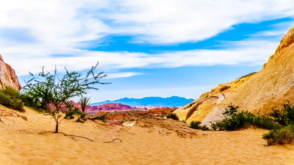 Nevada, ABD'deki Valley of Fire State Park'taki White Dome Trail boyunca renkli kırmızı, sarı ve beyaz kumtaşı kaya oluşumları