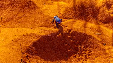 Nevada, ABD'deki Valley of Fire State Park'ın kırmızı çöl kumu sürünerek mavi ölüm taklit böceği