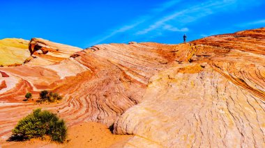 Nevada, ABD Fire State Park Vadisi'nde Fire Wave Trail boyunca renkli kırmızı, sarı ve beyaz bantlı kaya oluşumları arasında Hiker