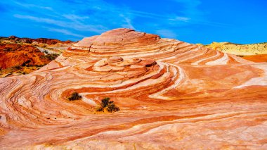 Nevada, ABD Fire State Park Vadisi'nde Fire Wave Trail sonunda renkli kırmızı, sarı ve beyaz bantlı rock oluşumları arasında ünlü Wave Rock