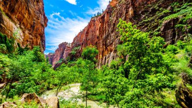 Virgin Nehri 'nin kuzey çatalı Gizemli Kanyon ve Narrows' dan geçerken Zion Ulusal Parkı, Utah, Birleşik Sates 'teki Kum Taşı Dağları' ndan geçti.