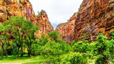 Virgin Nehri 'nin kuzey çatalı Gizemli Kanyon ve Narrows' dan geçerken Zion Ulusal Parkı, Utah, Birleşik Sates 'teki Kum Taşı Dağları' ndan geçti.