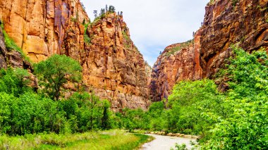 Virgin Nehri 'nin kuzey çatalı Gizemli Kanyon ve Narrows' dan geçerken Zion Ulusal Parkı, Utah, Birleşik Sates 'teki Kum Taşı Dağları' ndan geçti.