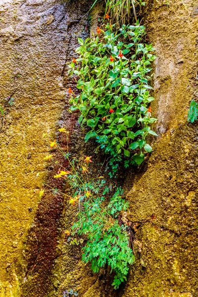 리버사이드 산위에 매달려 정원에 피우는 식물들 — 스톡 사진