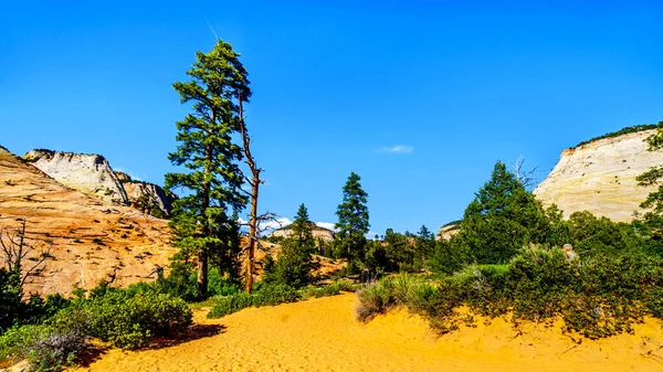 Die Weißen Gipfel Der Sandsteinberge Und Mesas Entlang Des Zion — Stockfoto