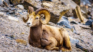Bighorn Koyunları Jasper Ulusal Parkı 'nda yatıyor, Alberta, Kanada