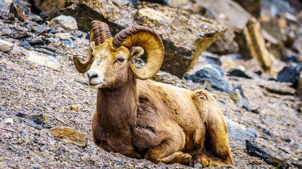 Mouflon Amérique Couché Dans Parc National Jasper Alberta Canada — Photo