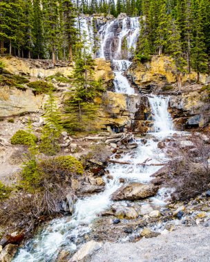 Jasper Ulusal Parkı 'ndaki Tangle Şelalesi Kanada' daki Rocky Dağları 'ndaki Columbia Icefields Parkway' in yanında.